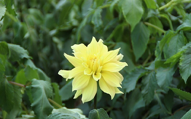 ��ɫ������