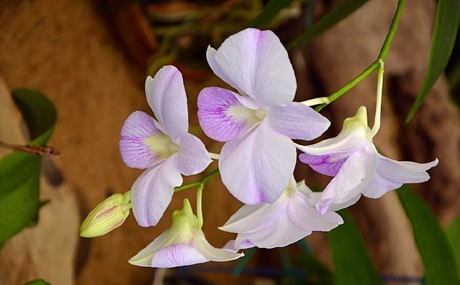 ����ɫ����