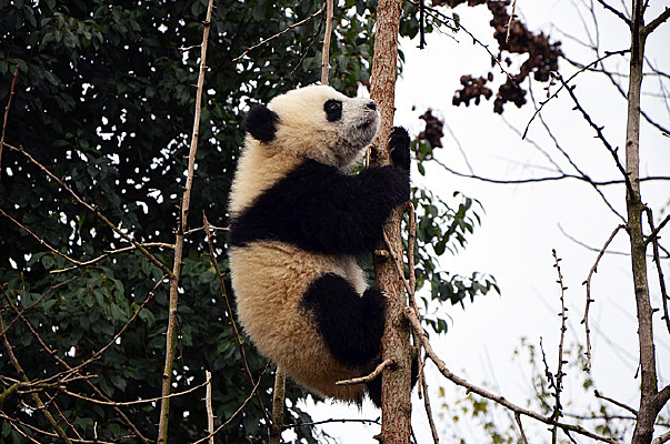 ��������è