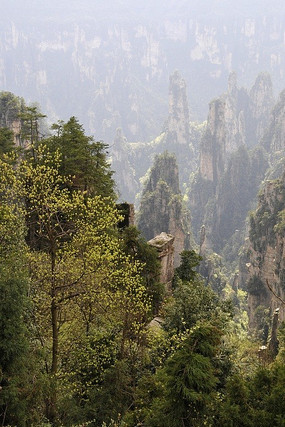 �����żҽ���