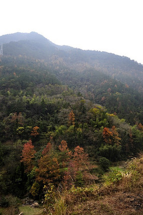 ��ɽ��Ҷ��