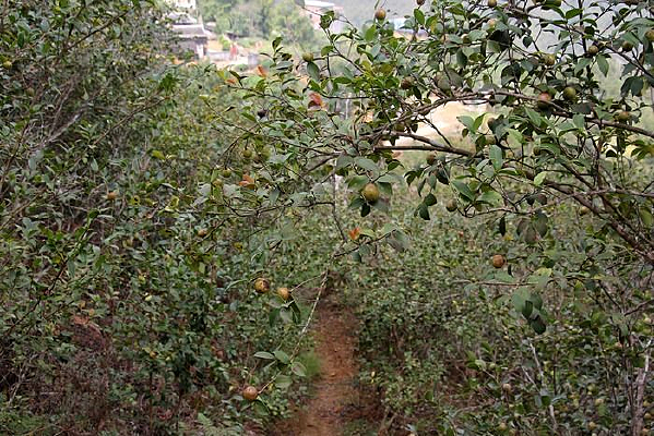 Ұ��ɽ����