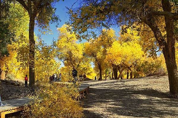 �����ֵĻ���