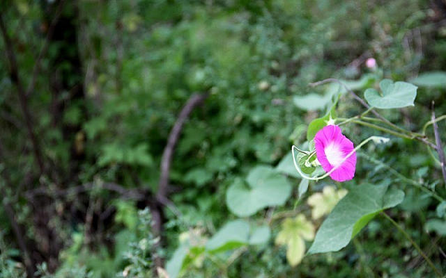 �Ϻ�ɫ���Ȼ�