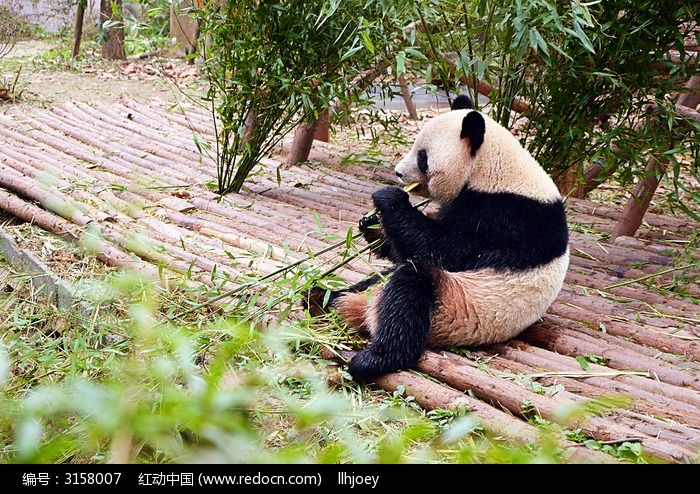 正在吃竹子的熊猫图片