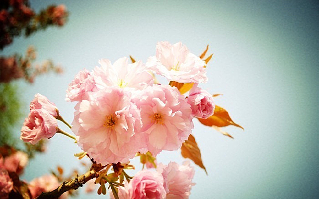 ����ɫ�һ�