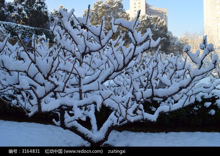 冬日雪景图片