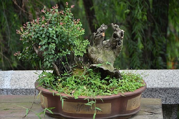 �������辰