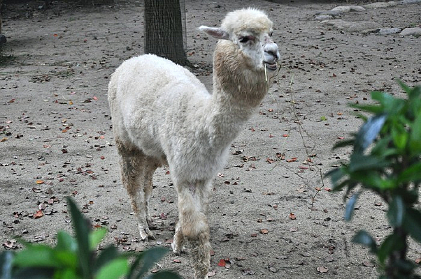 ΢Ц�Բݵ�����