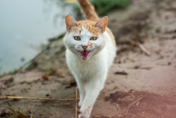 对着镜头喊叫的小猫