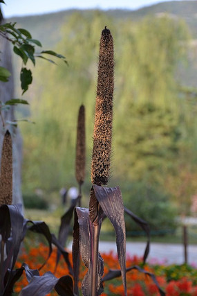 ���͹���