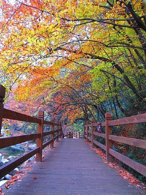 ��ɫ����