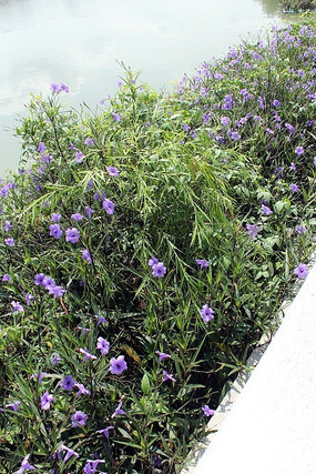 ��ɫ����