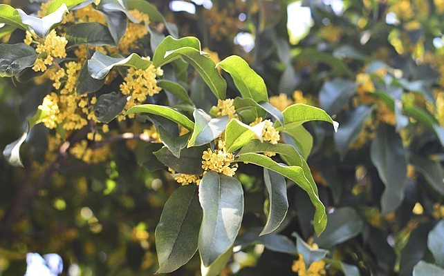 С�ƻ���Ҷֲ��