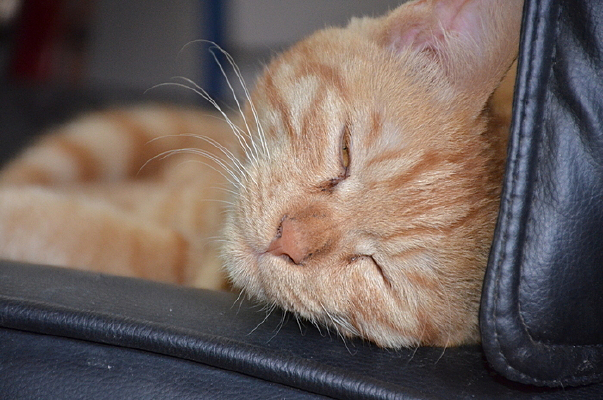 ˯����è��