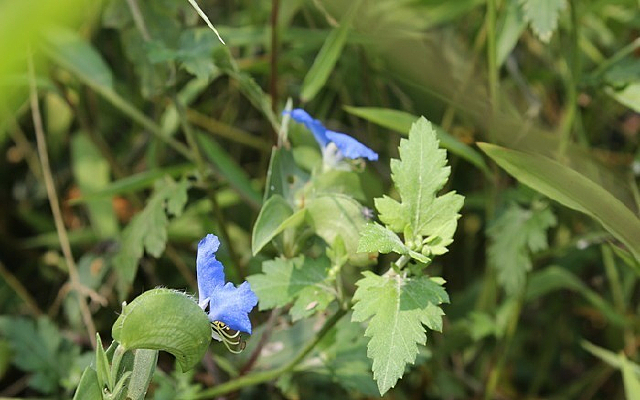 ��Ұ��ɫС��