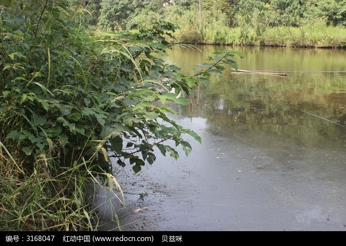 鄉下池塘邊的小樹