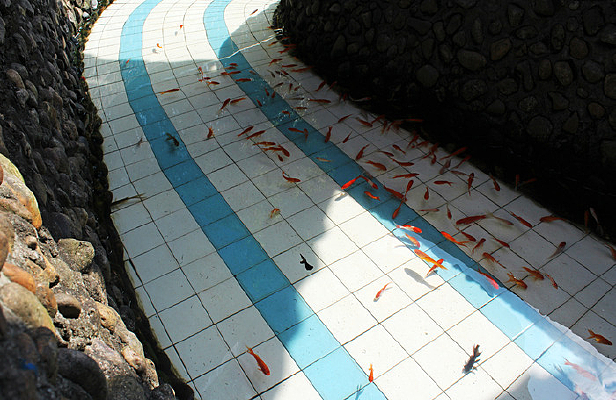 ��ɫ��С��