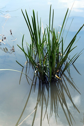 ����ֲ��԰