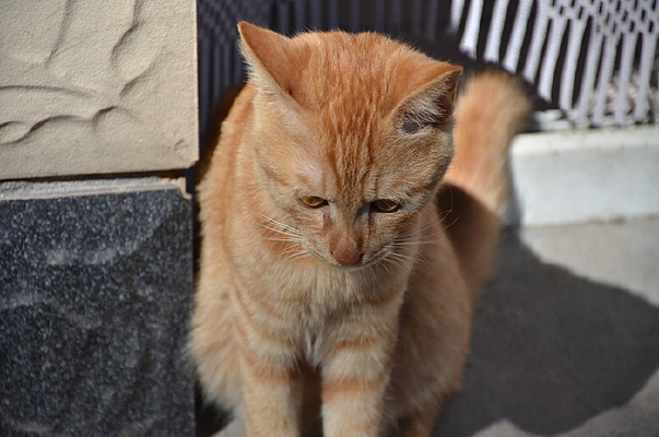 ��˼��è��