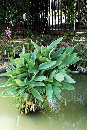 ֲ��԰��֪������