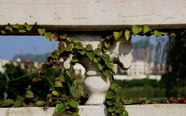 ��ɫ��Ҷ��