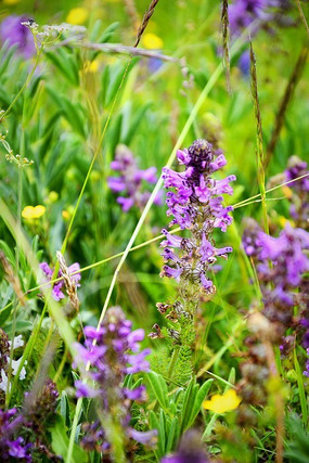 ��ԭ�ϵ��Ƕ�����