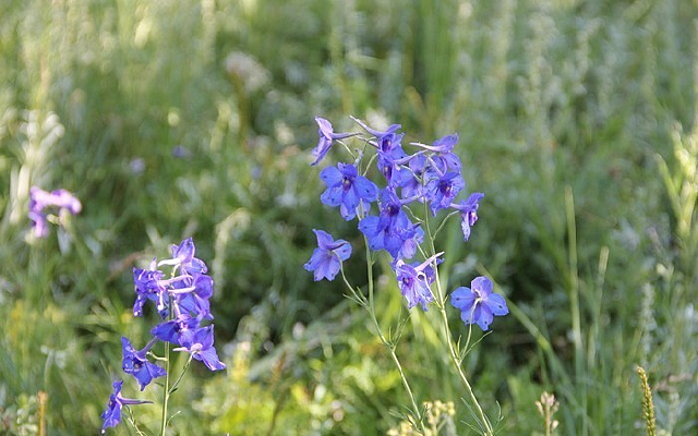 ��ԭ�ϵ���ɫ