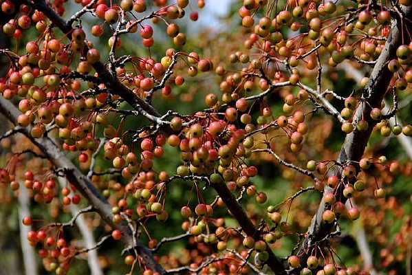 ���ɫ��ʵ����