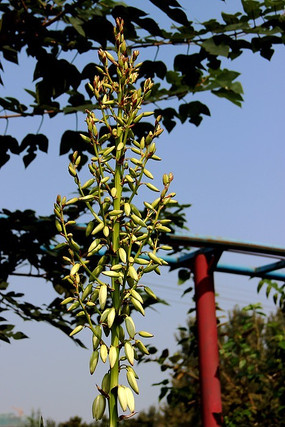 ��β������