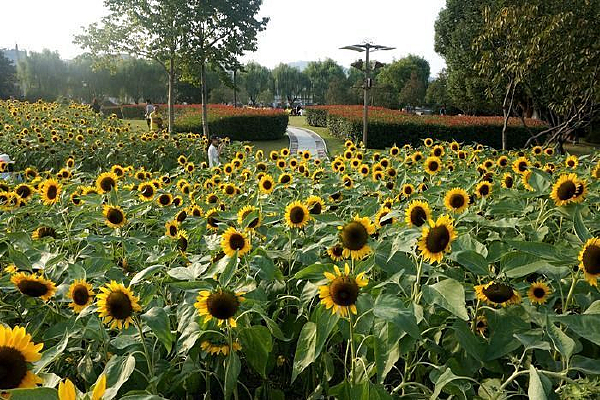 �������տ�