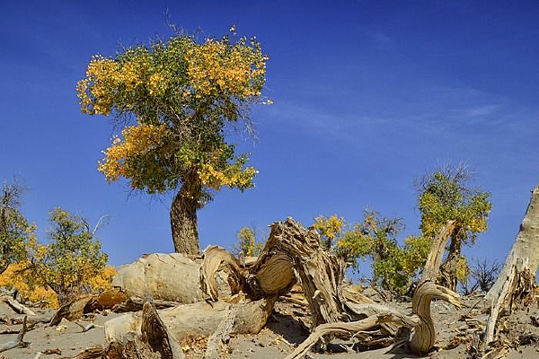 �����ɳ��ľ