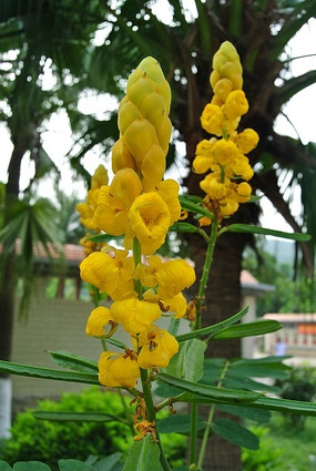 �ƻ�����