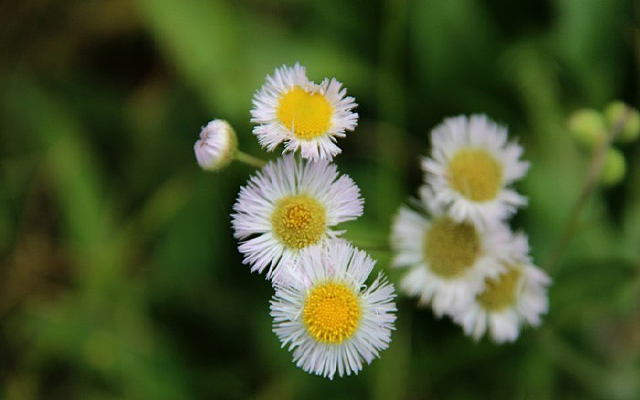 ��ɫ��СҰ��