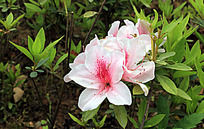 ��֪������