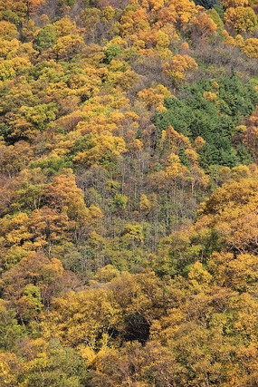 ����Ҷ�ӱ��