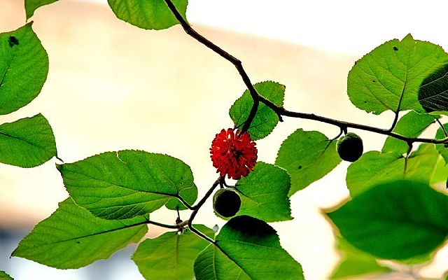 ��ɫ��״����