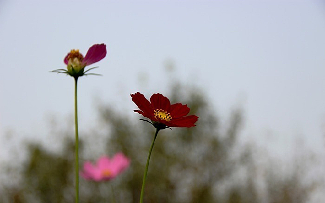 ��ɫ��˹��