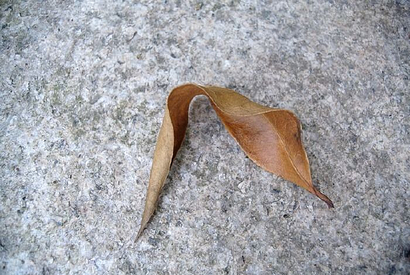 ������Ҷ��