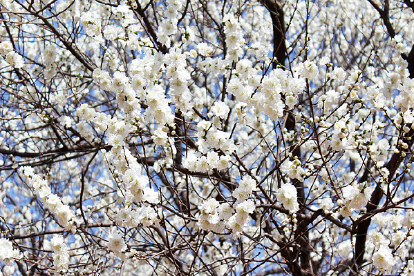 ��ӣ��С���仨�仨��