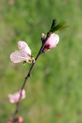 ��ɫ�ö���