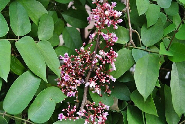 ��ɫ����