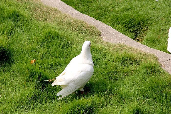 �ݵ��ϵĺ�ƽ��