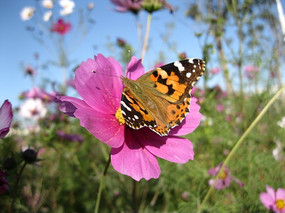 ��ɫ��ɣ���ϵĲ�ɫ����