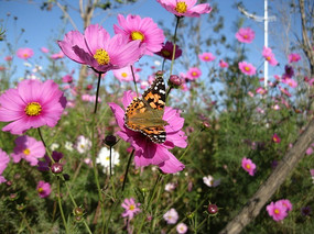 ��ɫ��ɣ���ϵĲ�ɫ����