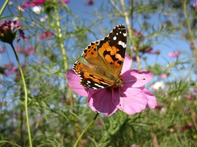 ��ɣ���ϵĲ�ɫ����