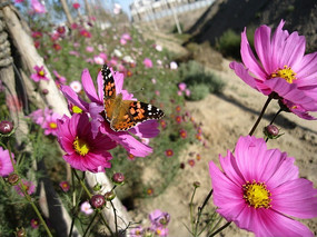 ��ɣ���������Ĳ�ɫ����