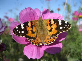 ��ɣ���������Ļ�����