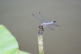 ��Ҷ�����ϵ�����