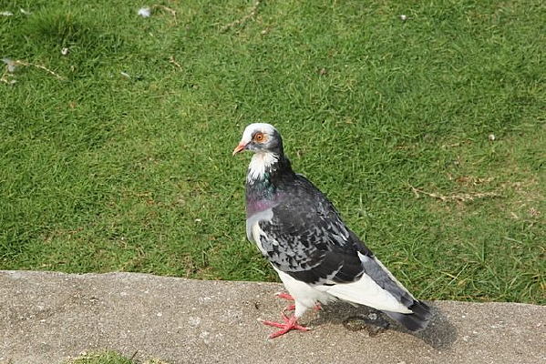 ��ɫ����